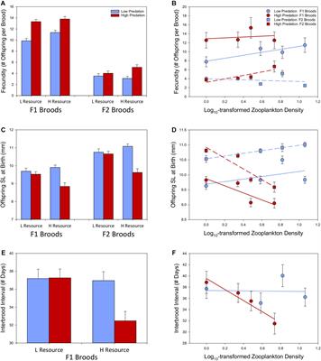 Predation and Resource Availability Interact to Drive Life-History Evolution in an Adaptive Radiation of Livebearing Fish